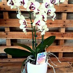 Orchid