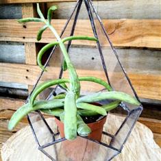 Clear Teardrop Terrarium (Large)