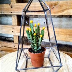 Clear Tower Terrarium (small)